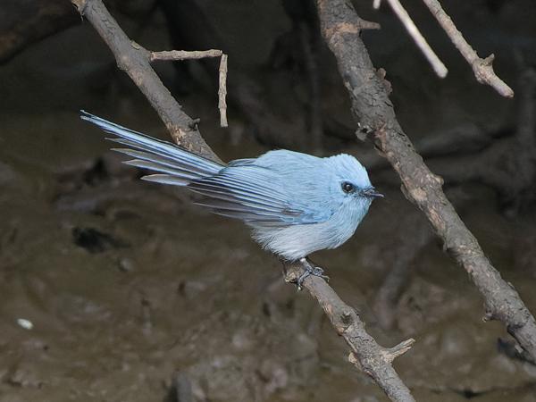 <h3><a href="/trips/gambia/biota/animalia/chordata/aves/040 passeriformes/068 stenostiridae/elminia longicauda/elminia longicauda-en.html">Elminia&nbsp;longicauda</a> / African&nbsp;blue&nbsp;flycatcher / Turkooiskuifvliegenvanger</h3>OM-1 Mark II with OLYMPUS M.150-400mm F4.5 TC, 1/2000 sec at F5.6, ISO 10000, distance 23.7&nbsp;m